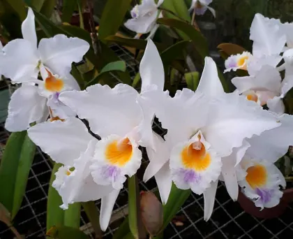 Cattleya labiata roxo bispo 'Urbano' x self