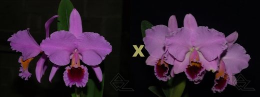 Cattleya percivaliana ('Albert's' x 'Summit-Mutant')