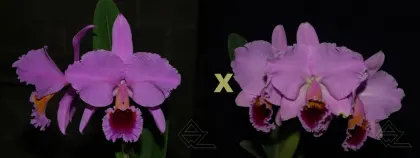 Cattleya percivaliana ('Albert's' x 'Summit-Mutant')