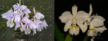 Cattleya warneri 'Donna Lourdes' x Cattleya warneri alba 'Jaco Silva'