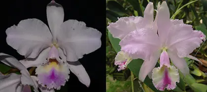 Cattleya warneri 'Friagem' х XXX
