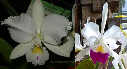 Cattleya warneri semi-alba 'Ave Maria' x semi-alba orlata 'Caliman'