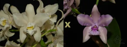 Cattleya amethystoglossa (alba 'Vitoria' x rosada 'Pacifica')