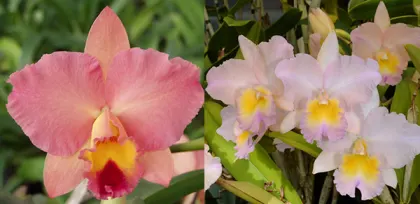 Sophrolaeliocattleya Final Touch 'Mendenhall' x Brassolaeliocattleya William Farrell 'Native Son'