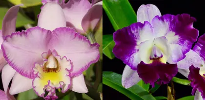 Brassolaeliocattleya Picotee Passion 'SVO' x Laeliocattleya Llory Ann 'Paradise'