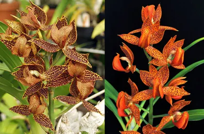 Mormodes Roehampton’s Flame (Exotic Treat 'SVO' x  Aftermath 'Nuclear Fallout')