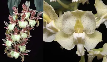 Catasetum Corinne's Frilly Spots (Frilly Doris 'SVO II' x tigrinum 'Very Wide Petals')