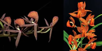 Mormodes ignea 'Orange Blaze' x Mormodes Aftermath 'Nuclear Fallout'