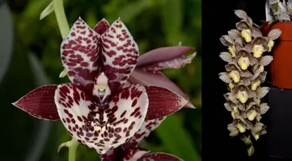Catasetum Graham Wood (Extravaganza 'SVO Spotted Beauty' x Dentigrianum 'SVO Excellent')