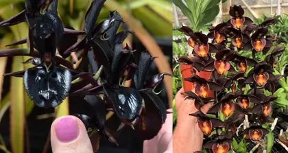 Catasetum Dark Tale 'Black Surprise' x Catasetum Ryan Harrington 'Best of the Best'