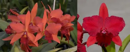 Laeliocattleya Spring Fires 'Lenette' #3' x Potinara Rubescent Fire 'April Rocket'