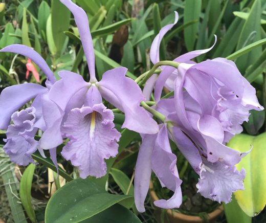 Cattleya maxima coerulea 'Hector' x coerulea 'Oceanica'