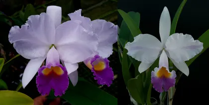 Cattleya trianae coerulea 'Tornamiz x coerulea pincelada 'Pinceles'