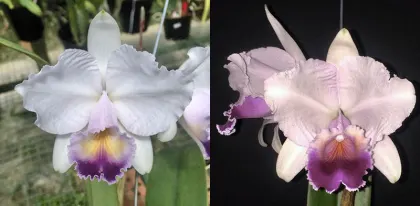 Cattleya quadricolor coerulea 'Caracoli' x quadricolor coerulea 'Malakita'