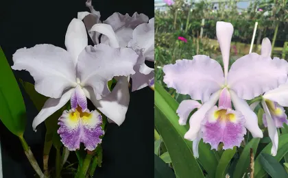 Cattleya warscewiczii coerulea 'Hato' x coerulea 'Celestina'