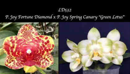 Phalaenopsis Joy Fortune Diamond x Joy х Spring Canary 'Green Lotus'