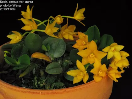 Sophronitis cernua var aurea 'Kanae II'