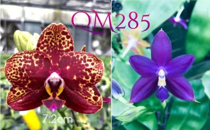 Phalaenopsis Yaphon Black Snake #17 x Lioulin Bluebird 'Dark Blue Flat'