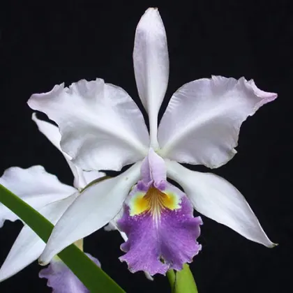 Cattleya warscewiczii coerulea 'Ituango' x self