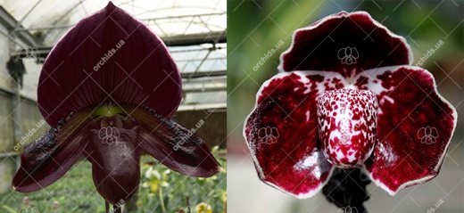 Paphiopedilum Maudiae vinicolor 'In-Charm' x leucochilum