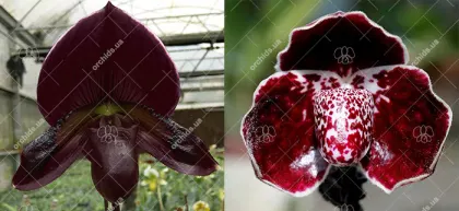 Paphiopedilum Maudiae vinicolor 'In-Charm' x leucochilum