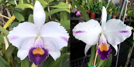 Cattleya trianae coerulea 'Azul' x 'Pepita'