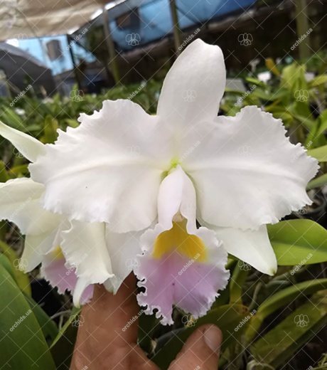Cattleya trianae amesiana 'Jordao' x 'Padre Gonzalez'