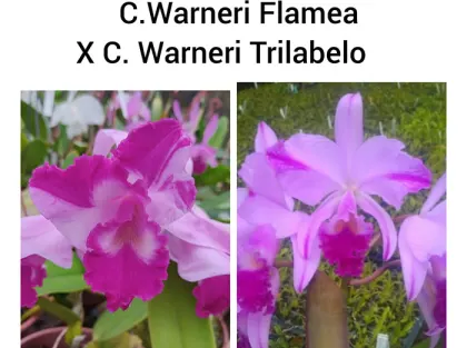 Cattleya warneri flamea x trilabelo