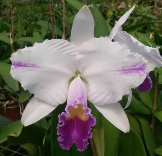 Cattleya trianae coerulea 'Taka Huyla' x coerulea 'Charly'