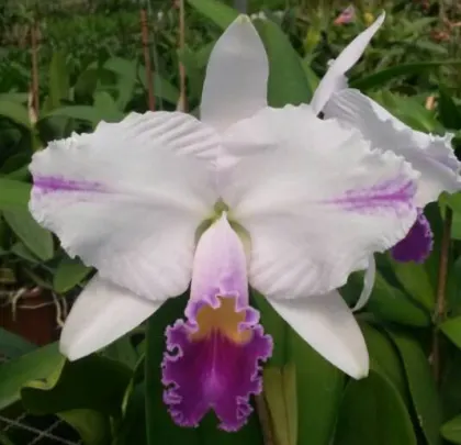 Cattleya trianae coerulea 'Taka Huyla' x coerulea 'Charly'