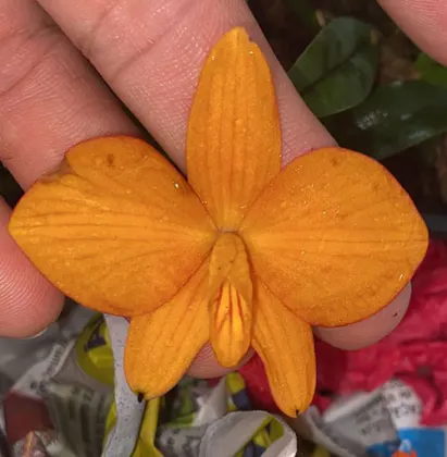 Sophronitis bicolor amarelo x self