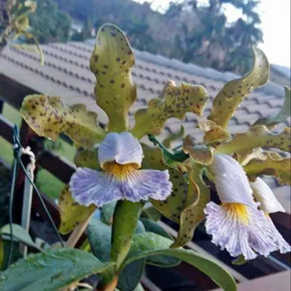 Cattleya schilleriana coerulea (GQ) x self