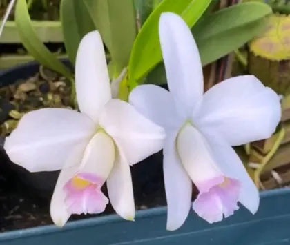 Laelia pumila amoena 'Dona Maria da Gloria' x pumila amoena