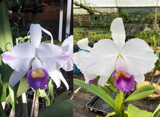 Cattleya trianae coerulea 'Heitor' x 'Caliman'