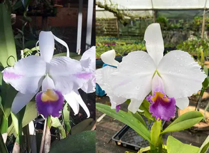 Cattleya trianae coerulea 'Heitor' x 'Caliman'