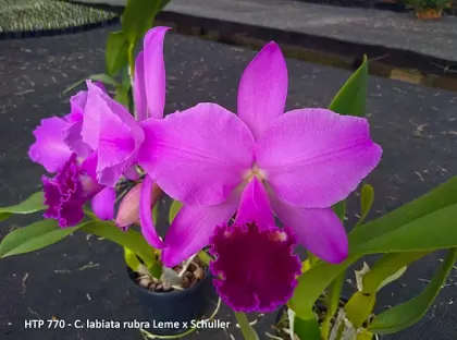 Cattleya labiata rubra 'Leme' x rubra 'Schuller'