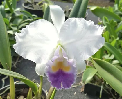 Cattleya trianae coerulea 'III' x 'V'