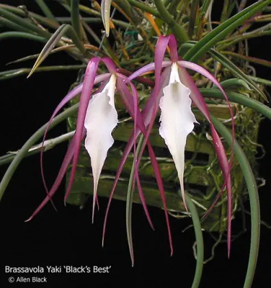 Brassavola Yaki 'Black's Best'