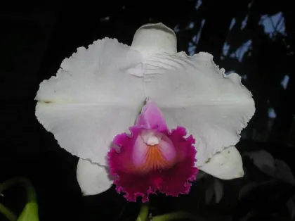 Cattleya quadricolor 'Girardota' x self