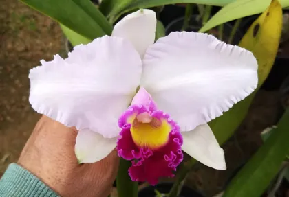 Cattleya trianae semi-alba vinicolor x ('Taki Huilla' x semi-alba 'Caliman')