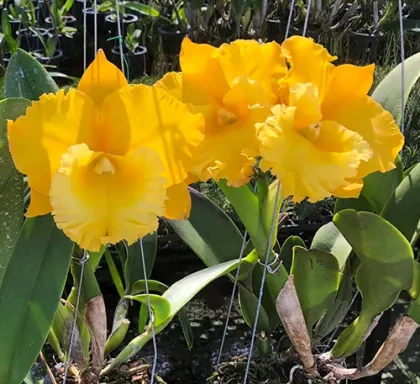 Rhyncholaeliocattleya Thaksina Gold '#1'