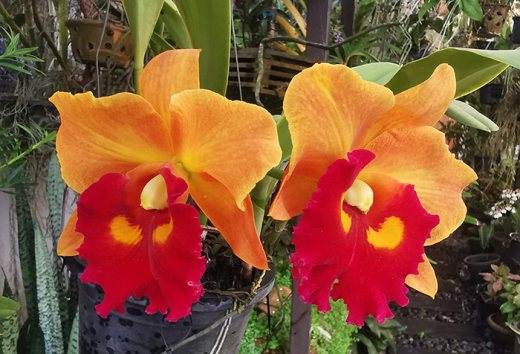 Rhyncholaeliocattleya Nakhonchaisri Delight '#2'