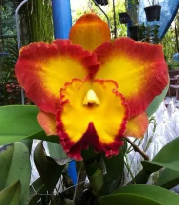 Rhyncholaeliocattleya Summer Sunshine