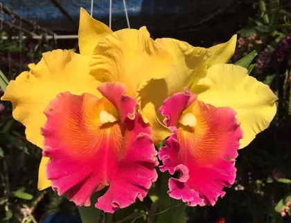 Rhyncholaeliocattleya Chomthong Fancy x Yen 24 Carat