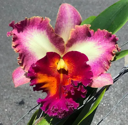 Rhyncholaeliocattleya Chomthong Fancy x Chialin