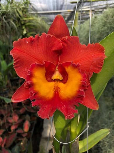 Rhyncholaeliocattleya 'Siam Red' x 'Nakornchaisri Delight'