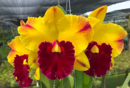 Rhyncholaeliocattleya Yingluck Smile 'Red Line'