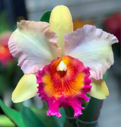 Rhyncholaeliocattleya Chomthong Fancy x Thong Suparn