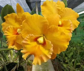 Rhyncholaeliocattleya Bangkok Gold