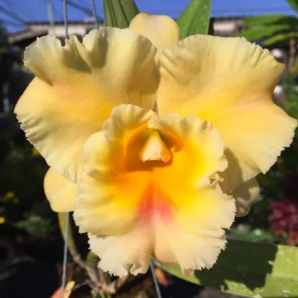 Rhyncholaeliocattleya Haadyai Delight x Rungnapha Fancy